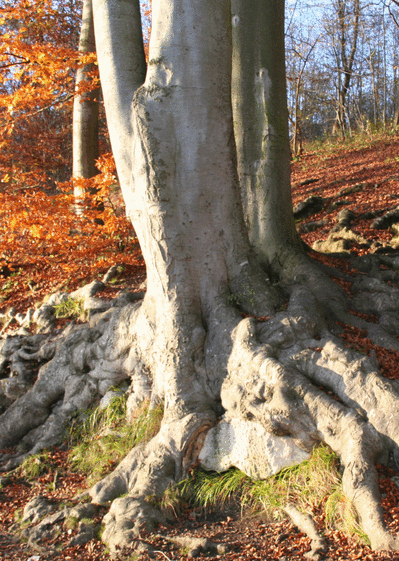 Arbre et grosses racines